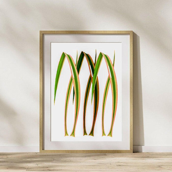 Yucca