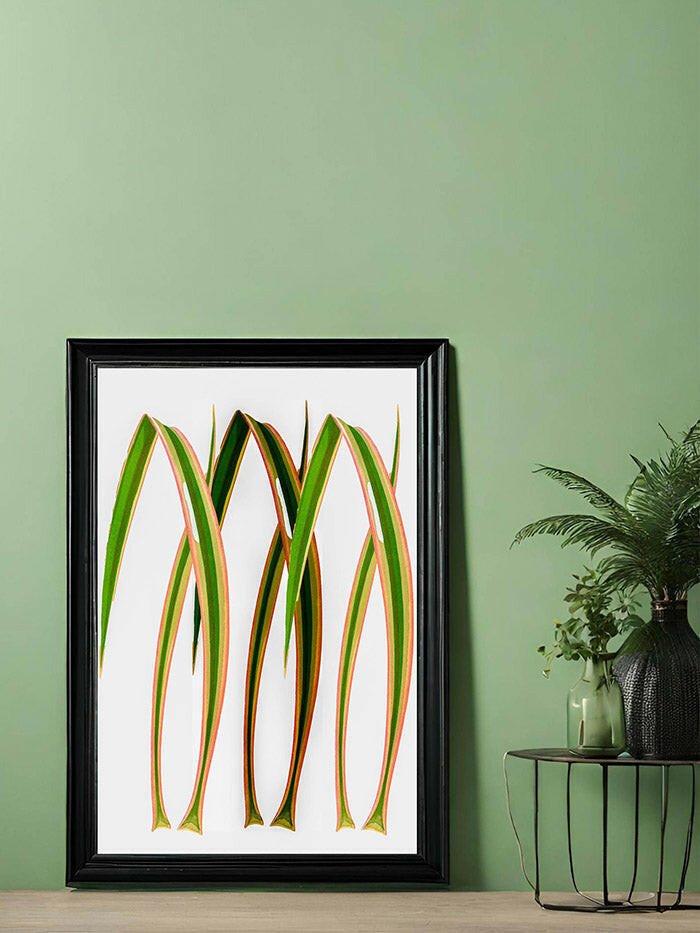 Yucca