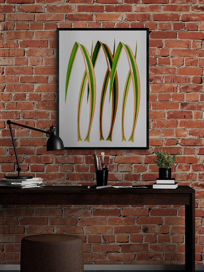 Yucca