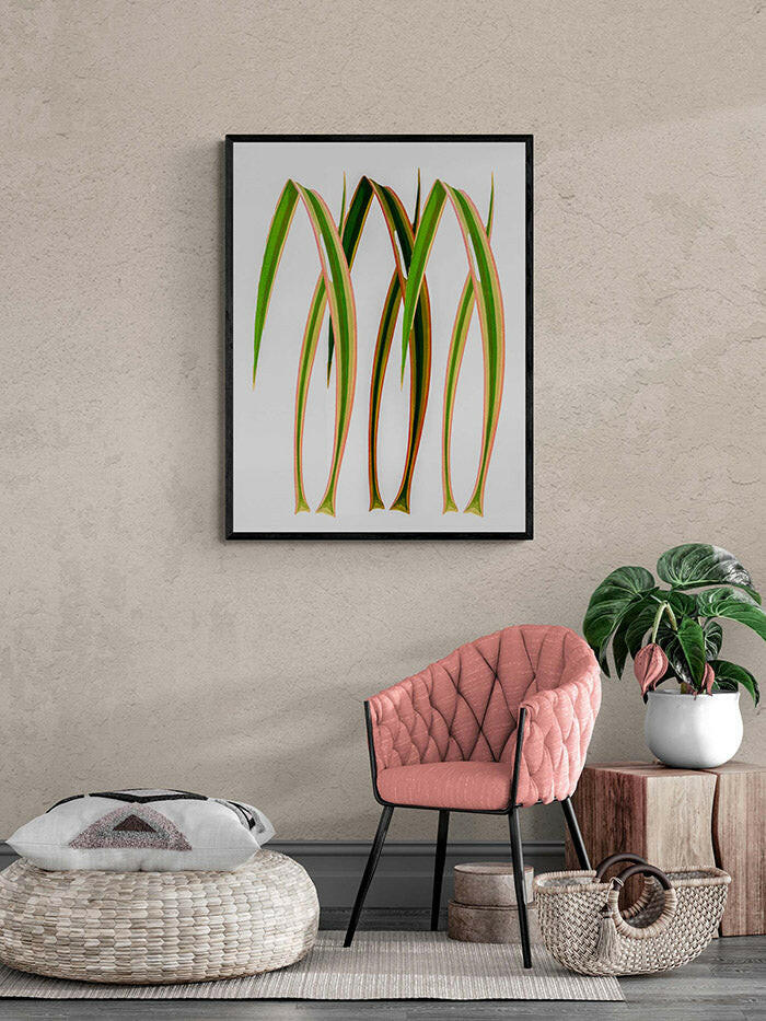 Yucca