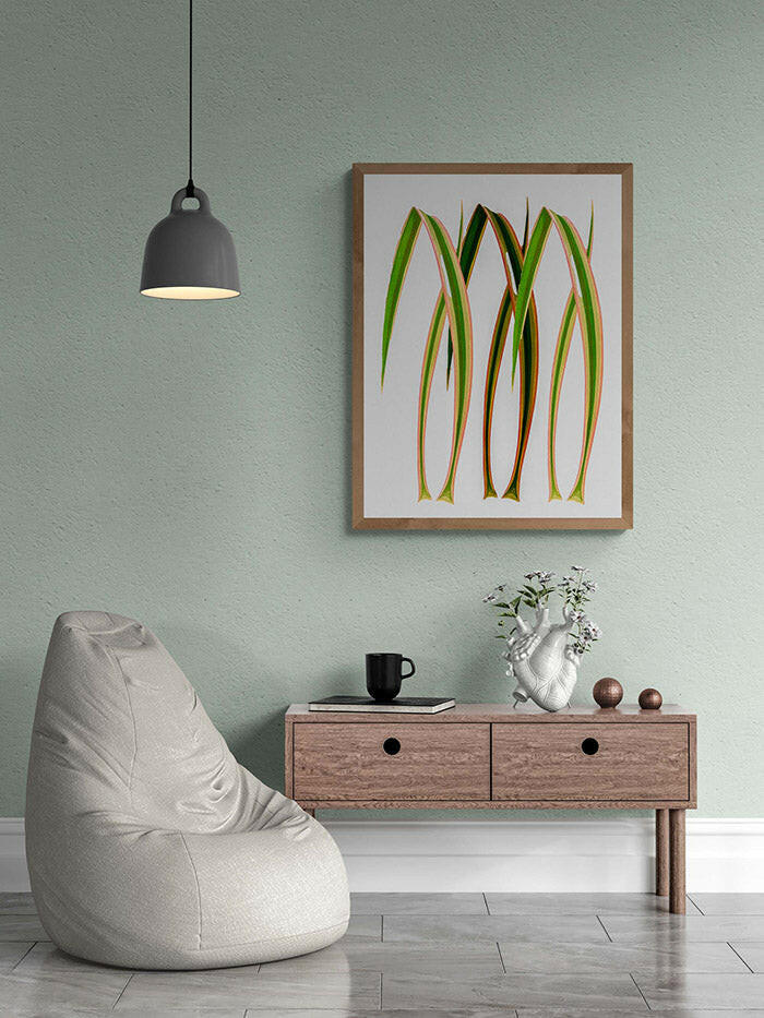 Yucca