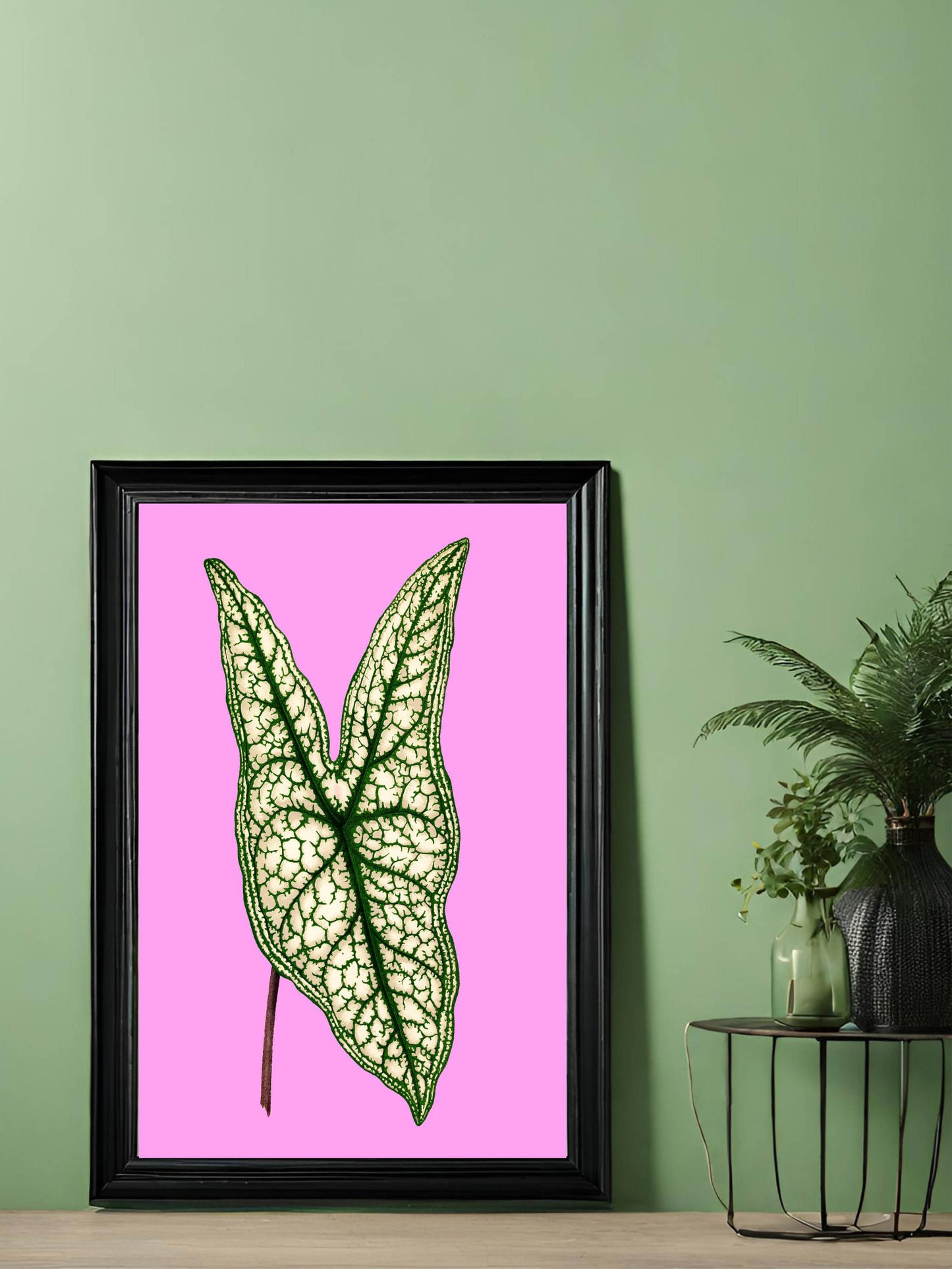 Caladium Belleymii