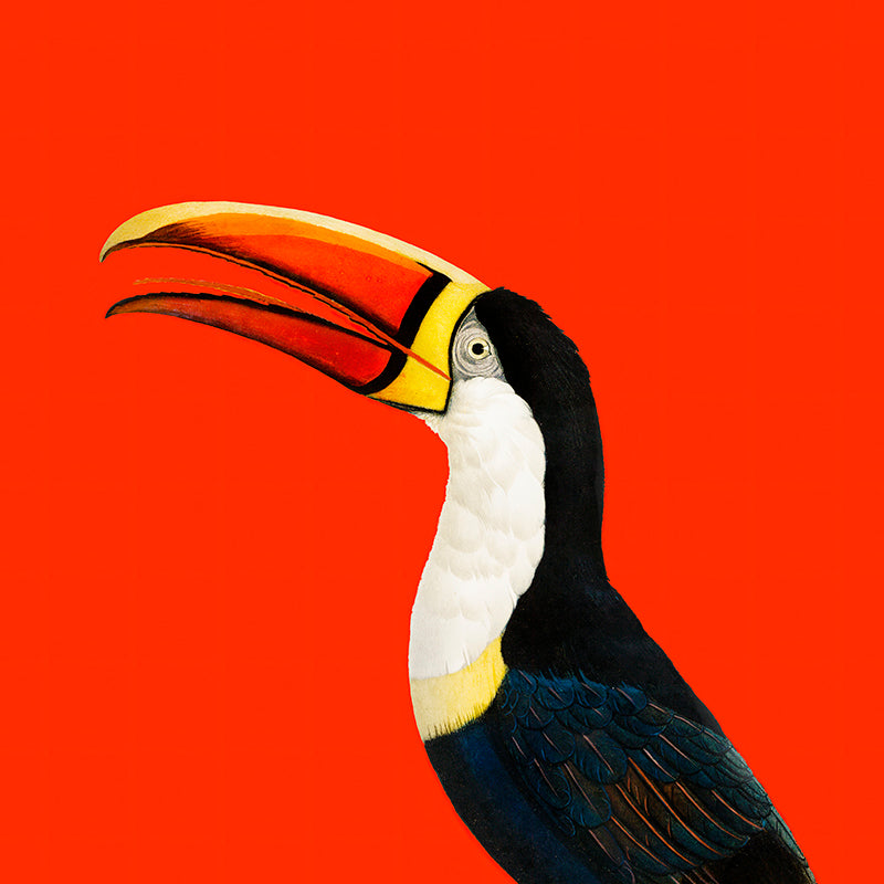 Toucan Vintage Wall Art Made Modern, Colourful & Bold Decor