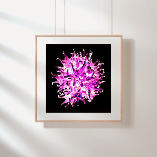Seedpod