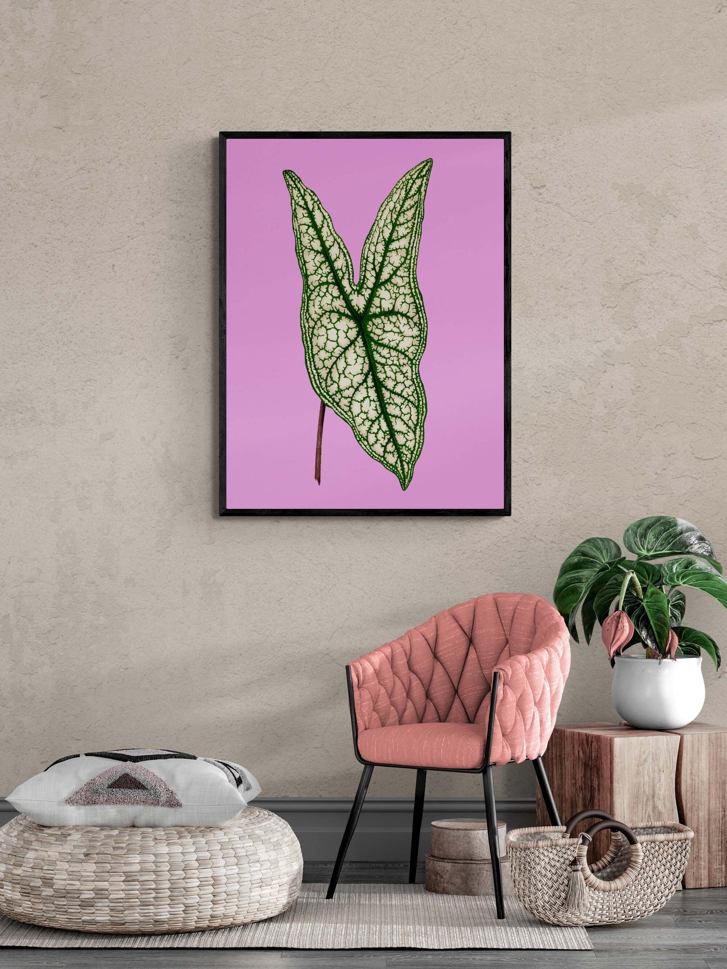 Caladium Belleymii