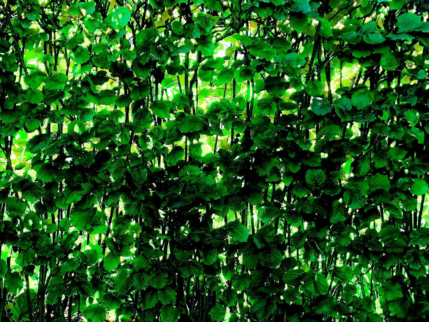 Dappled Green