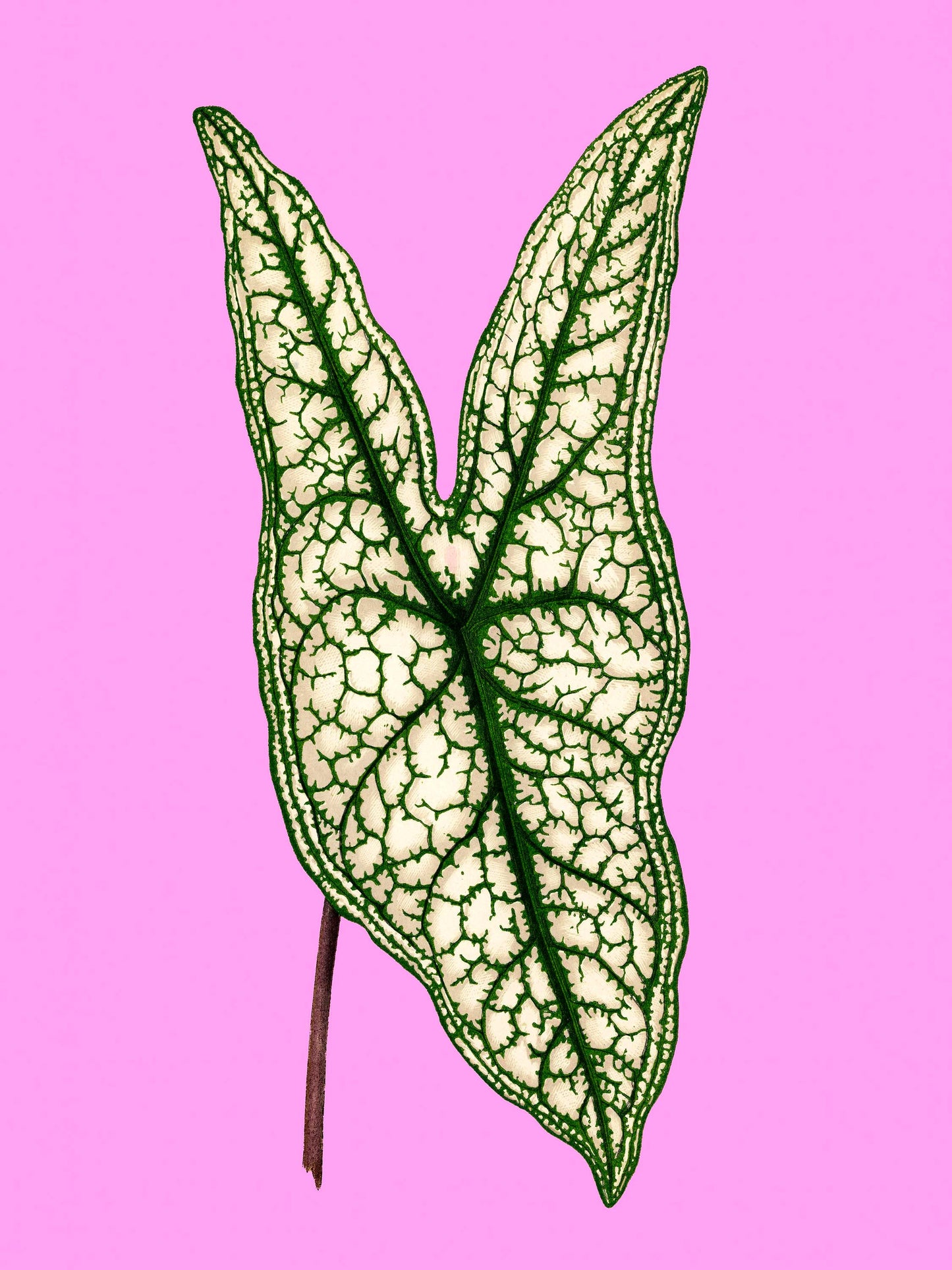 Caladium Belleymii