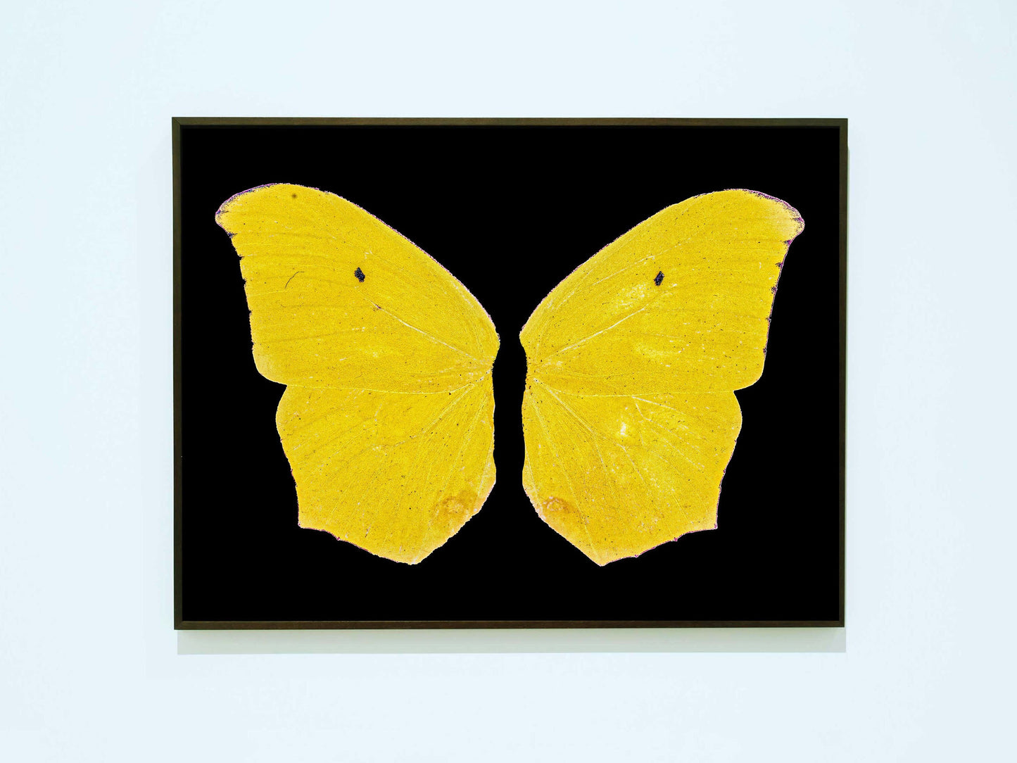 Updated Vintage Yellow Butterfly Download, Cool Artistic Decor