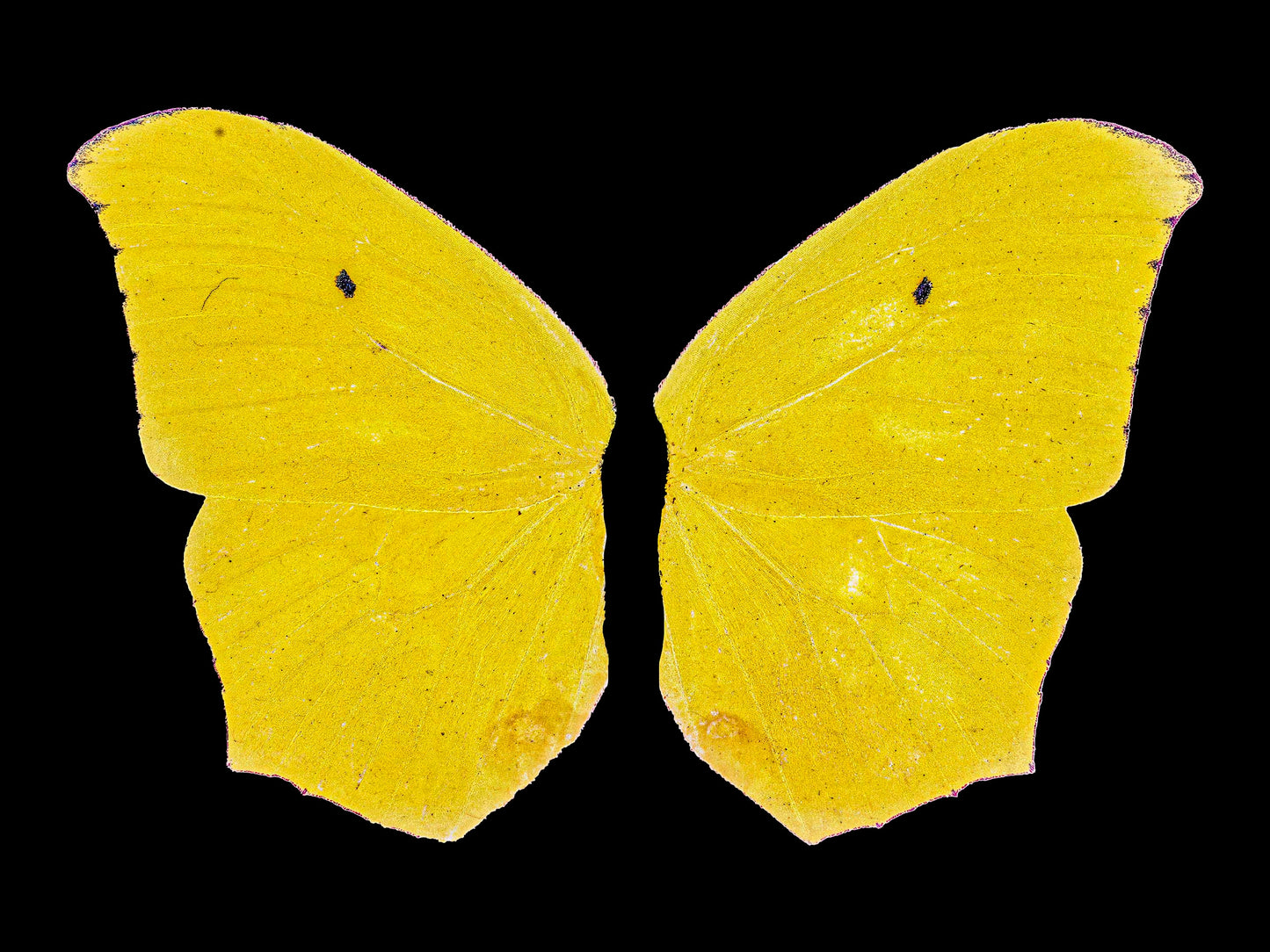 Updated Vintage Yellow Butterfly Download, Cool Artistic Decor